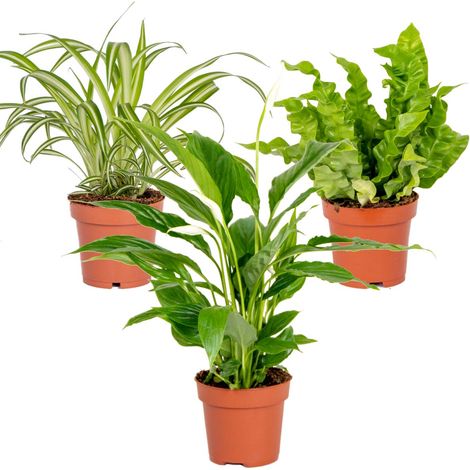 Bloomique - Lot de 3 - Mélange pour la salle de bain - Spathiphyllum, Asplenium, Chlorophytum - Dépolluantes - 25-45 cm