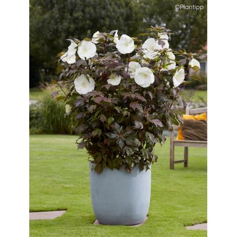 Hibiscus des marais 'Carousel Ghost' Pot de 3L/4L (1/2)