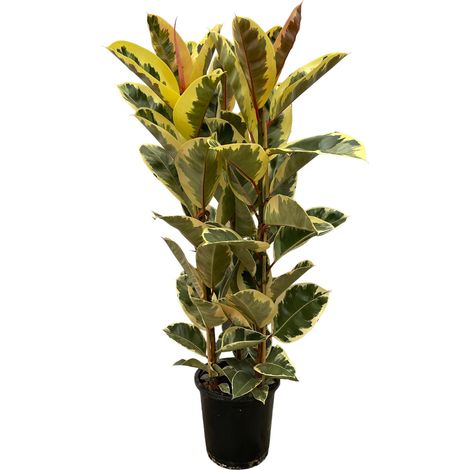 Ficus Elastica Tineke - Plante de Caoutchouc - Arbuste d'Intérieur Vert - 140 cm - Ø28 cm - PANGIVO (1/5)