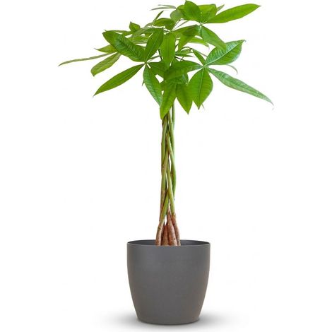 Pachira Aquatica Arbre à Argent Plante d'Intérieur Tronc Tressé avec Pot Gris 80 cm Ø21 cm - PANGIVO (1/4)