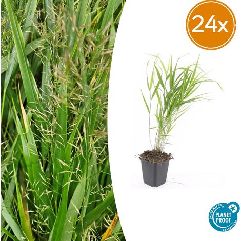 Graminée Ornementale Hakonechloa Macra Lot de 24 Couvre-Sol Feuillage Vert Pot Ø 9 cm (1/5)