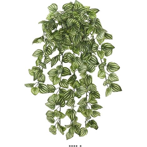 Chute d'Aphelandra artificielle, ou plante zèbre L 45 cm vert-blanc (1/3)