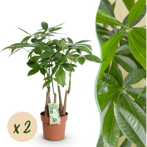 Pachira Aquatica Arbre à Monnaie Multi Tige - Lot de 2 Plantes d'Intérieur Vertes - 50-55 cm - PANGIVO (1/5)
