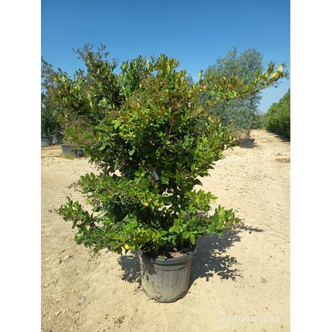 LIGUSTRUM TEXANUM CESP.55