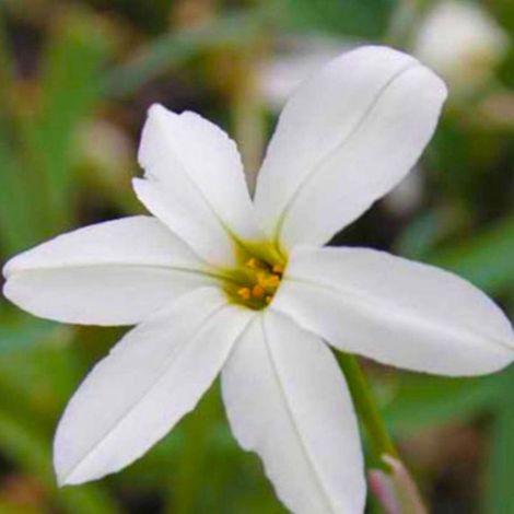 3 Étoiles de Printemps 'Alberto Castillo' (Ipheion 'Alberto Castillo')