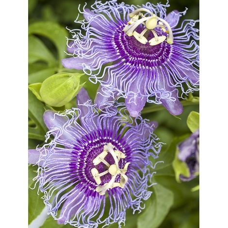 Passiflore 'Eia Popeia' Pot de 2L/3L