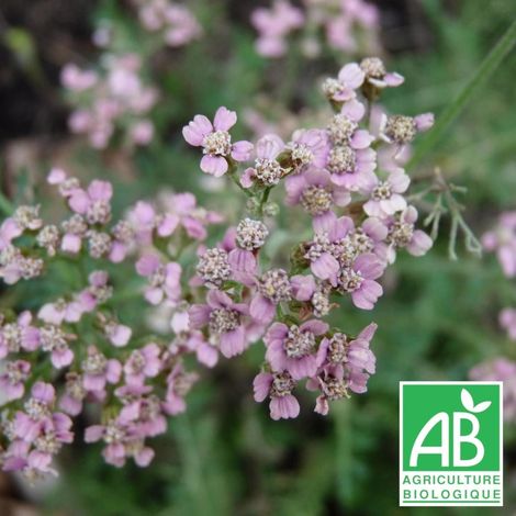 Achillée millefeuille Rose Madder BIO/Godet (1/3)