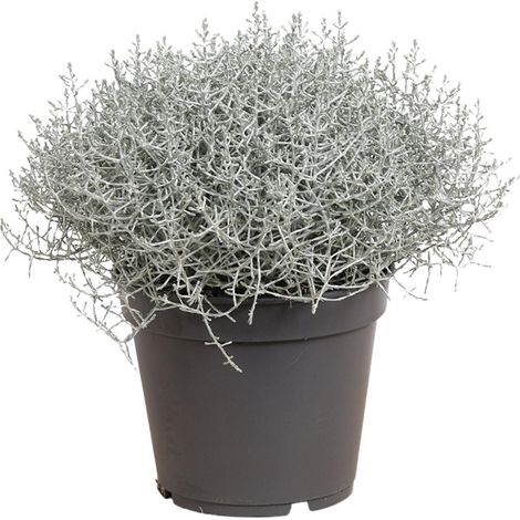 Calocephalus brownii Leucophyta Plante d'Intérieur Décorative Feuillage Argenté Ø17cm H30cm - PANGIVO
