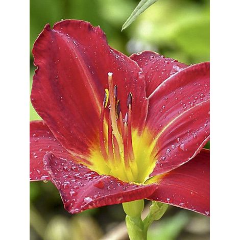 Lis d'un jour, Hémérocalle 'Jolly Hearts' Godet de 8/9 cm (1/3)