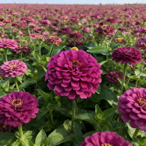 Graines de Zinnia 2000 – Mélange Folle, Jardins Vifs, Patrimoniales, Non Traitée – Violet (1/5)