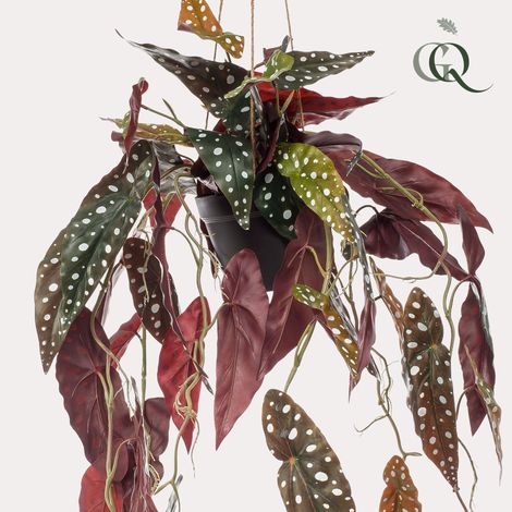 Bégonia Maculata Artificiel Plante Tombante à Pois Vert et Rouge avec Points Argentés 80 cm - PANGIVO (1/5)