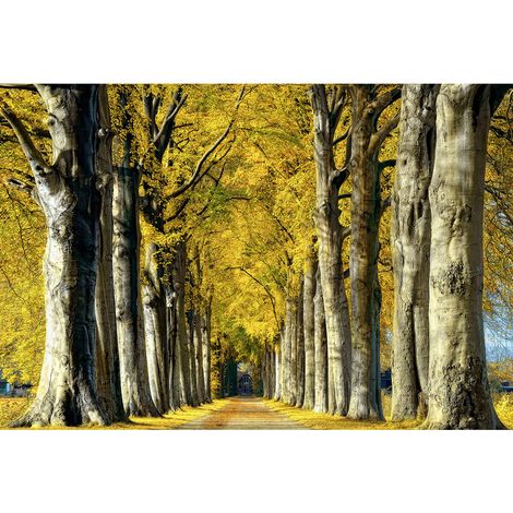Papier peint panoramique arbre idéal pour salon | Tapisserie panoramique paysage forestier originale | Papiers peints panoramique pour chambre - 270 x 400 cm (4 pièces) (1/2)
