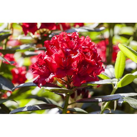 Rhododendron-Hybride 'Karl Naue' Rhododendron Hybr.'Karl Naue' C 5 30- 40