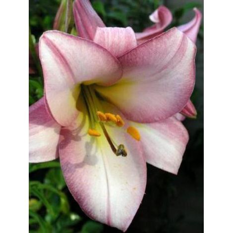 Lis trompette 'Pink Perfection' Bulbe calibre 16/18 (par 3) (1/2)