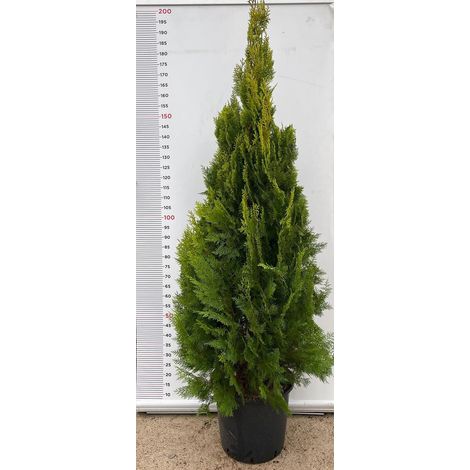 PIANTA DI THUJA PYRAMIDALIS AUREA VASO CLT 25 H.125/150 CM (foto reale) PIRAMIDE