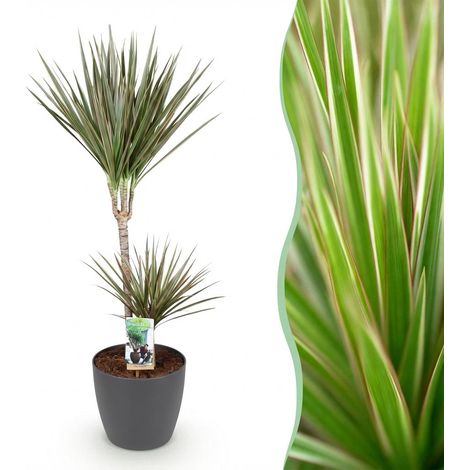 Dracaena Marginata Bicolor - Arbre à Dragon - Plante d'Intérieur avec Pot Gris - Hauteur 90-100 cm - PANGIVO (1/5)