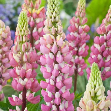 4 x Lupin  - Lupinus 'The Chatelaine'  - godet 9x9 cm