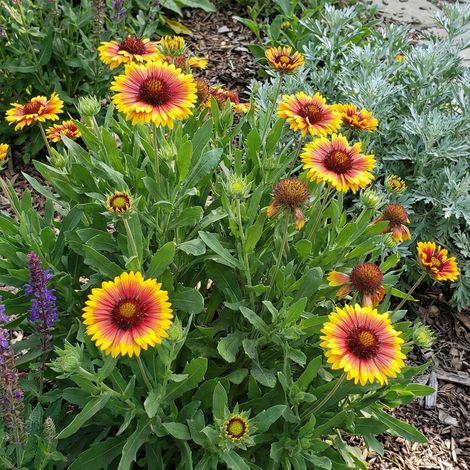 Bloomique - Lot de 6 - Gaillardia Arizona Sun - Fleur de cocarde - Floraison abondante - Rustique - Vivace - Hauteur 10-20 cm - Pot 9 cm