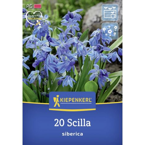 Kiepenkerl Herbstblumenzwiebel Siberisches Blausternchen 20 Stück (1/2)
