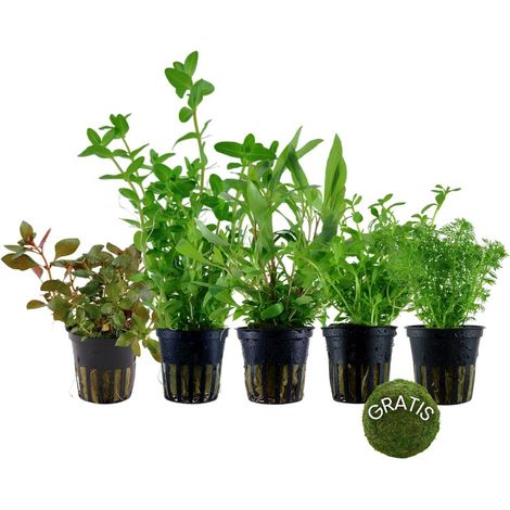 Pflanzen Set mit 5 Anti Algen Wasserpflanzen + Mooskugel Gratis Nr.110