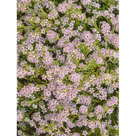 Diosmée 'Sunset Gold' Pot de 2L/3L (1/3)