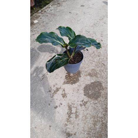 Medinilla Magnifica