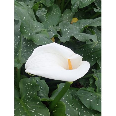 Arum d'Éthiopie 'Himalaya' Pot de 2L/3L (1/4)