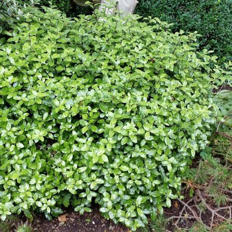 Pittosporum Midget, Pittospore/Pot de 7,5L - 40/60 cm