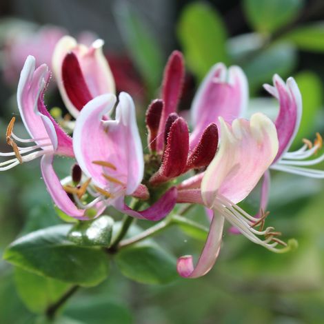 Chèvrefeuille - Lonicera henryi Copper Beauty 70cm (1/2)