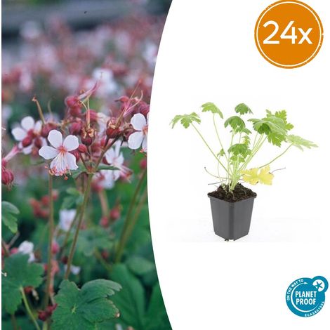 Lot de 24 Géraniums Vivaces Spessart Couvre-sol Fleurs Blanches Hauteur 10-25 cm Pot Ø 9 cm - PANGIVO (1/5)