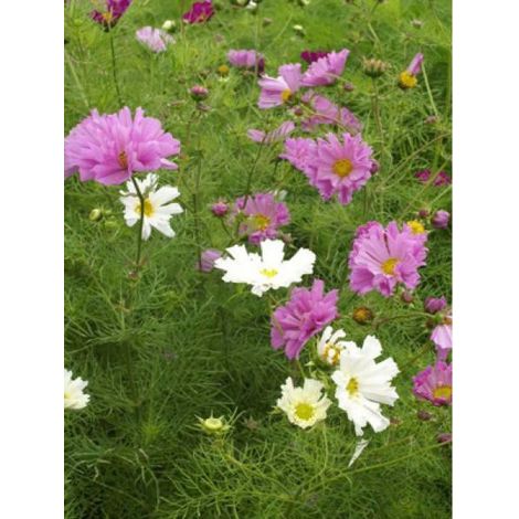 Cosmos Double en mélange le sachet de 50 graines