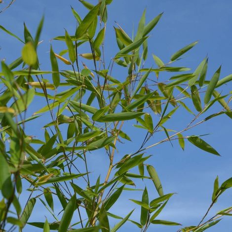 Bambou Non Traçant Pingwu, Fargesia/Pot de 3L - 40/60 cm (1/5)