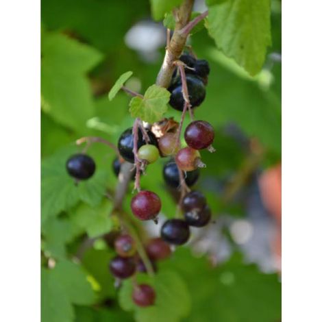 Cassissier 'Black Down' Pot de 2L/3L