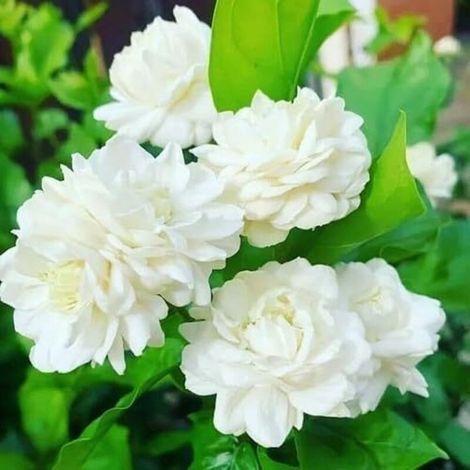 Graines Jasmin - 200 Unités - Pour Jardin Vertical Et Couvre-Sol - Floraison Printemps Automne (1/5)