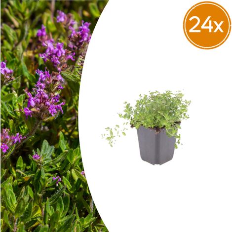 Lot de 24 Thym Serpolet (Thymus Serpyllum) Couvre-sol Parfumé Fleurs Violettes Ø9cm H10-25cm - PANGIVO (1/5)