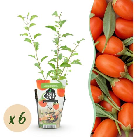 Baies de Goji Lycium Barbarum Plante Fruitière Rustique Lot de 6 en Pot de 9 cm Fruits Rouges - PANGIVO (1/5)