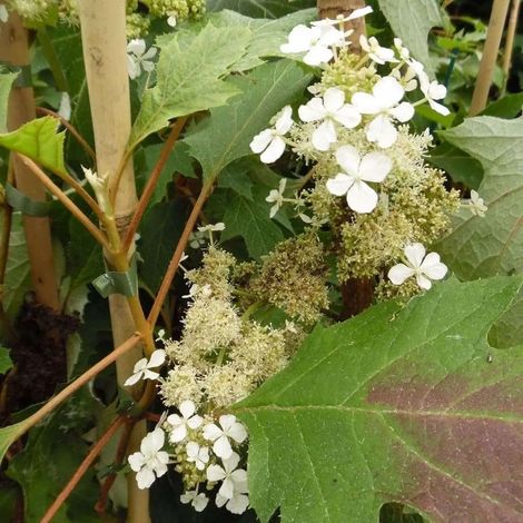 Gardenaria Ortensia - Hydrangea Quercifolia 'Ice Crystal' - Pianta acidofila ornamentale da esterno - Altezza: 40/50 cm (vaso19) (1/2)