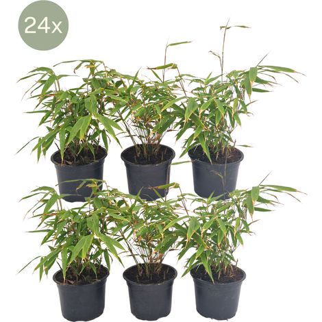 Bambou Fargesia Rufa Non Traçant - Haie et Brise-Vue Persistant - Lot de 24 - Pot Ø13 cm - PANGIVO