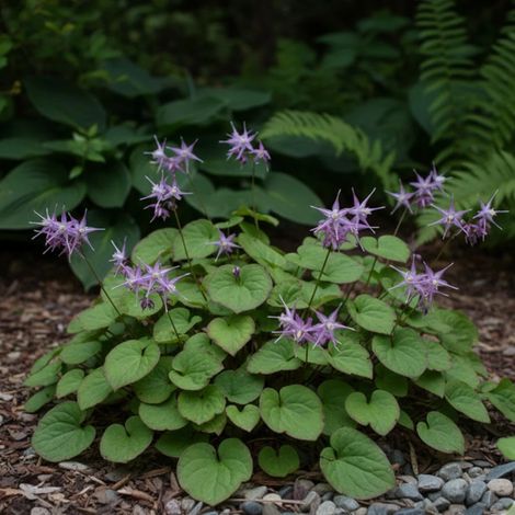 Fleur des Elfes Lilafee, Epimedium/Lot de 9 godets