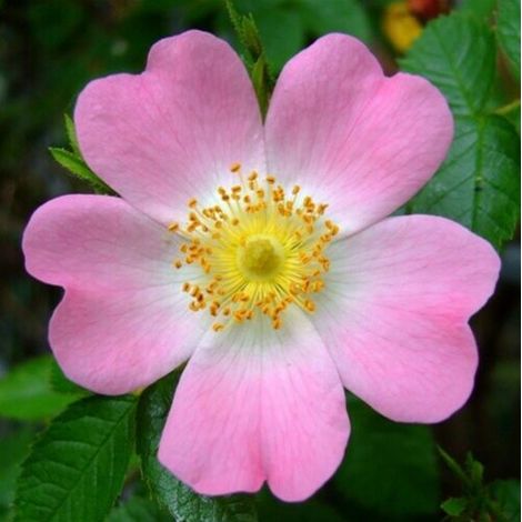 Rosa canina rosa selvatica da siepe in vaso 2 litri h 50/80 cm - pianta rustica con fiori e bacche decorative - ideale per giardino (1/5)