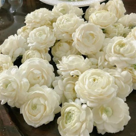 Semences Jasminum Sambac Double 400 – Plante Parfumée Grimpante pour Jardin et Décoration Murale (1/5)