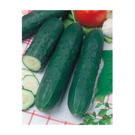 CONCOMBRE VERT LONG ANGLAIS EPINEUX - 3 G
