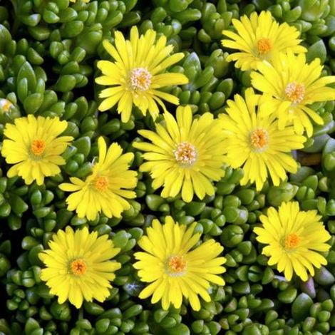 Delosperma nubigenum/Godet