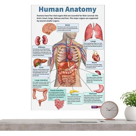 Poster Anatomie Humaine - 16 Posters Musculaires - Planches Pédagogiques