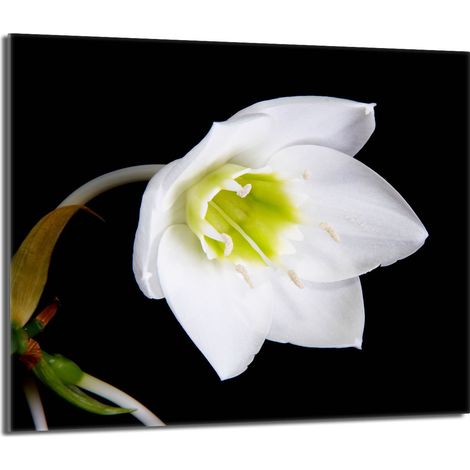 Placa protectora de vidrio para la estufa 60x52 Orchidea (1/5)
