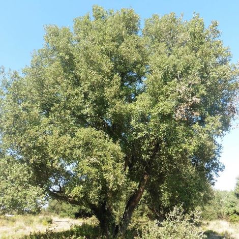 Chêne vert persistant – Hauteur 25 mètres – Feuillage vert foncé – Adapté aux climats secs et chauds
