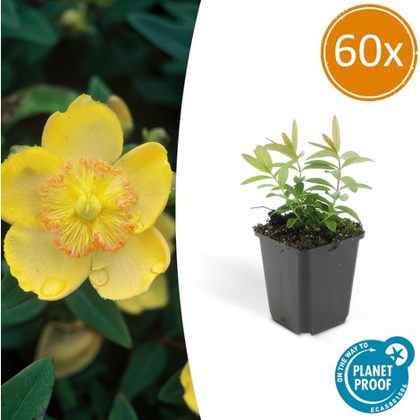 Lot de 60 Millepertuis à Grandes Fleurs Hypericum calycinum Couvre-sol Jaune Pot Ø9cm 10-25cm - PANGIVO