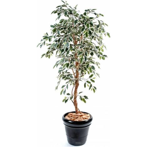 Ficus Benjamina Panache grande feuille tronc naturel H180cm Blanc-vert - dimhaut: H 180 cm - couleur: Blanc-vert