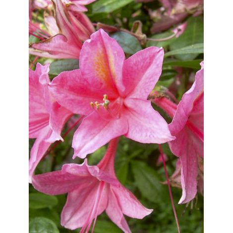 Azalée caduque knaphill 'Jolie Madame' Pot de 3L/4L (1/2)