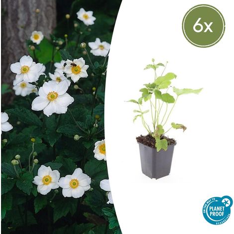 Lot de 6 Anémones d'Automne Honorine Jobert, Fleurs Blanches, Hauteur 10-25 cm, Pot Ø 9 cm - PANGIVO (1/5)